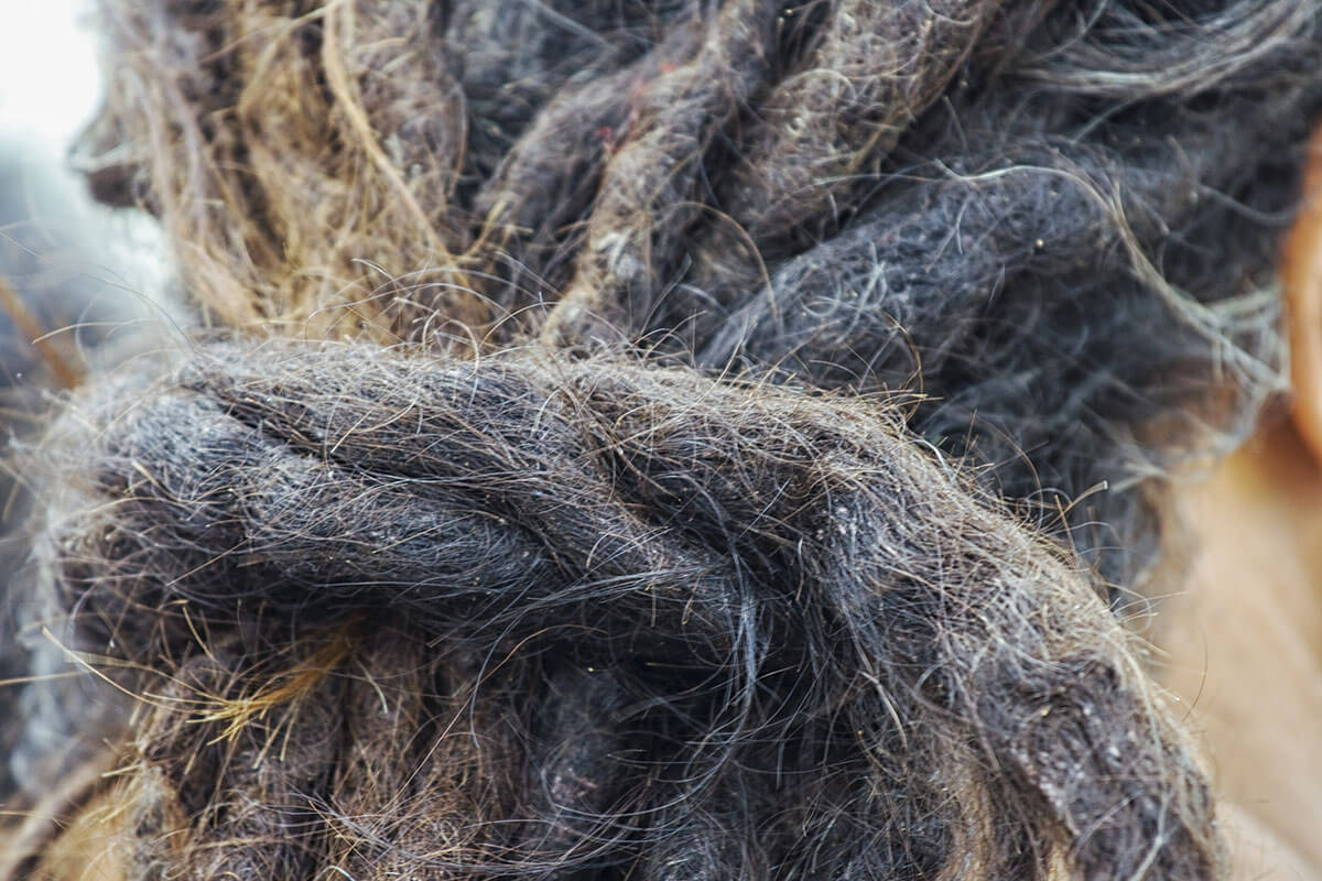 best shampoo for dreads and dandruff