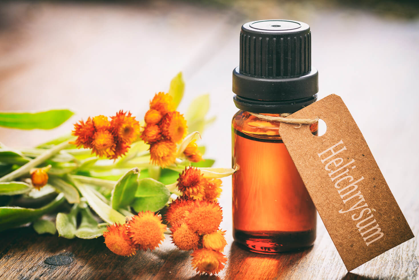 Helichrysum Oil – The Healing Powers of the “Fleur Immortelle”