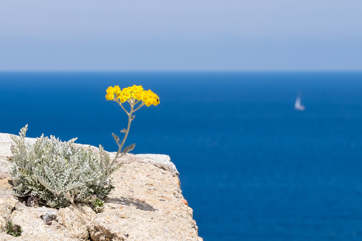 fleur immortelle Helichrysum italicum