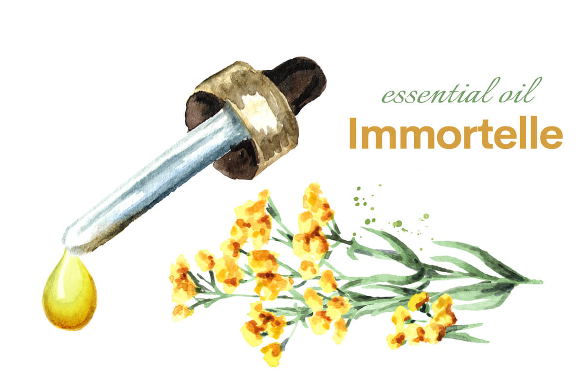 benefits of using the curry plant flower oil extracts treat cure or prevent inflammation