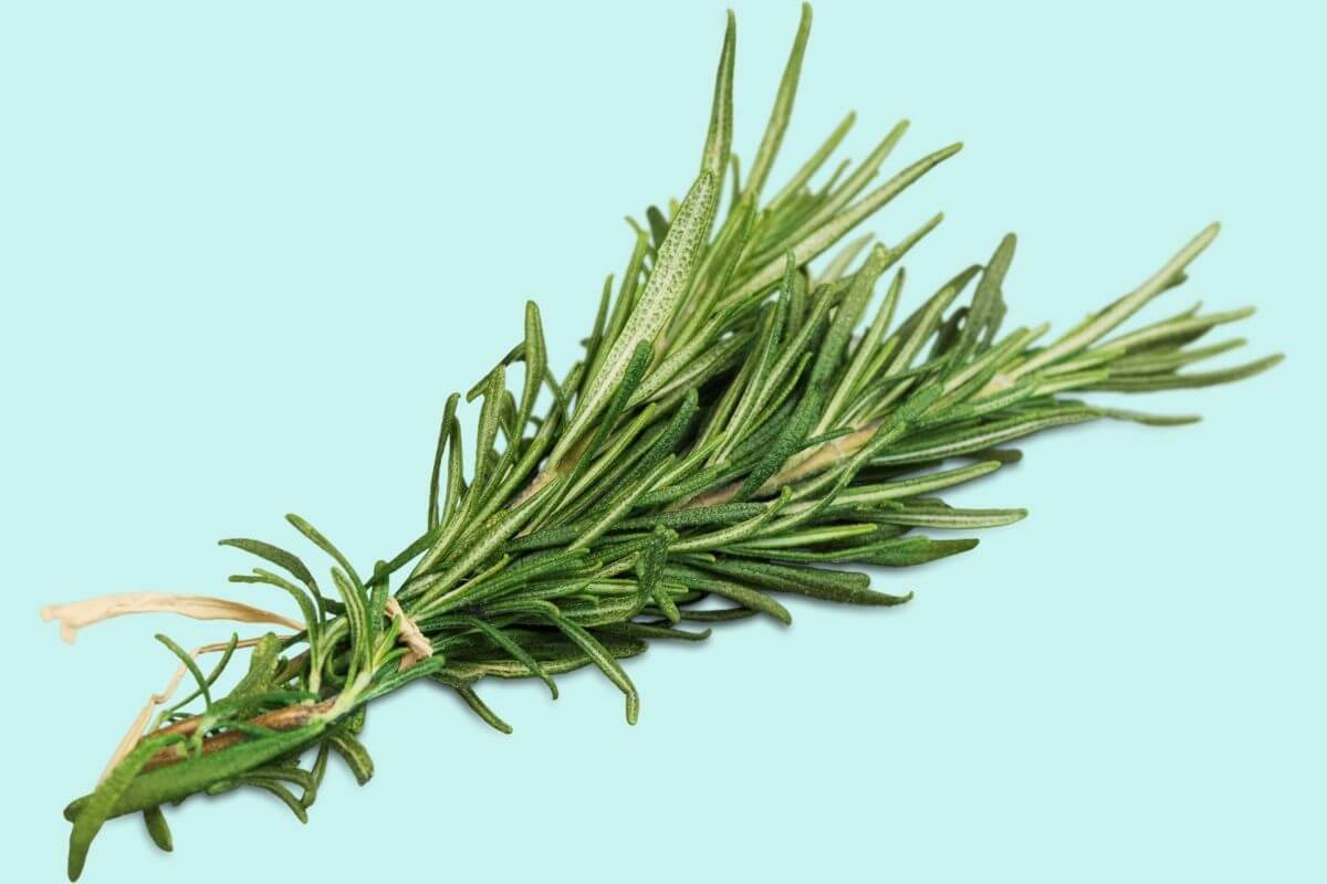 Use rosemary extract to increase hair density What helps hair loss during menopause