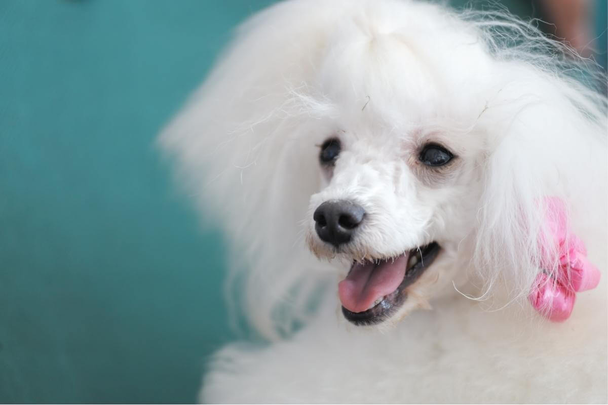 poof ball frizzy hair hair type that gets massive poof of frizz